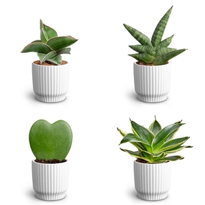 Nordic White, Dwarf Collection P7