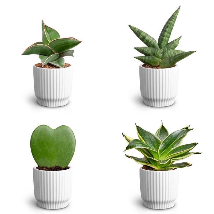 <h4>Nordic White, Dwarf Collection P7</h4>