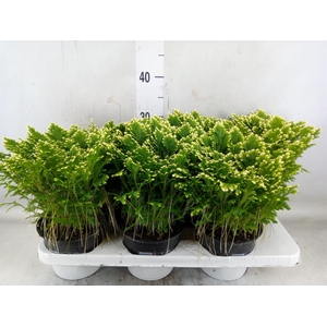 Selaginella martensii 'Jori'