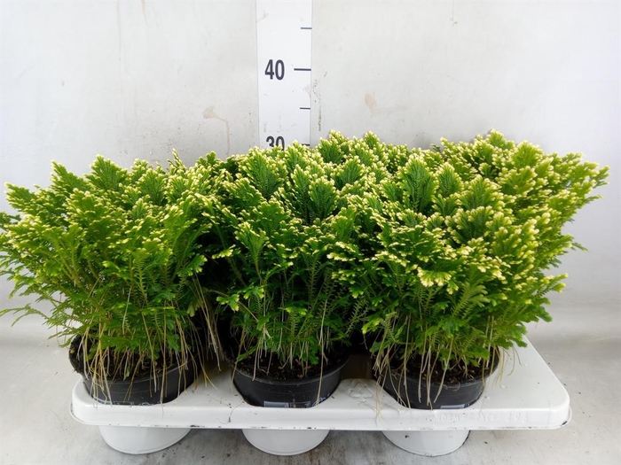 <h4>Selaginella martensii 'Jori'</h4>