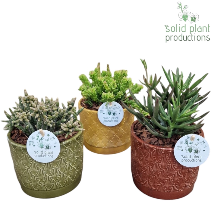 <h4>Opm Sp JT002 Ariël 3PP Rhipsalis Mix</h4>