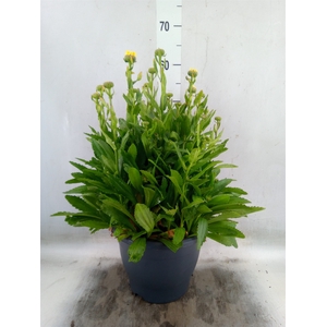 Leucanthemum sup. 'Broadway Lights'