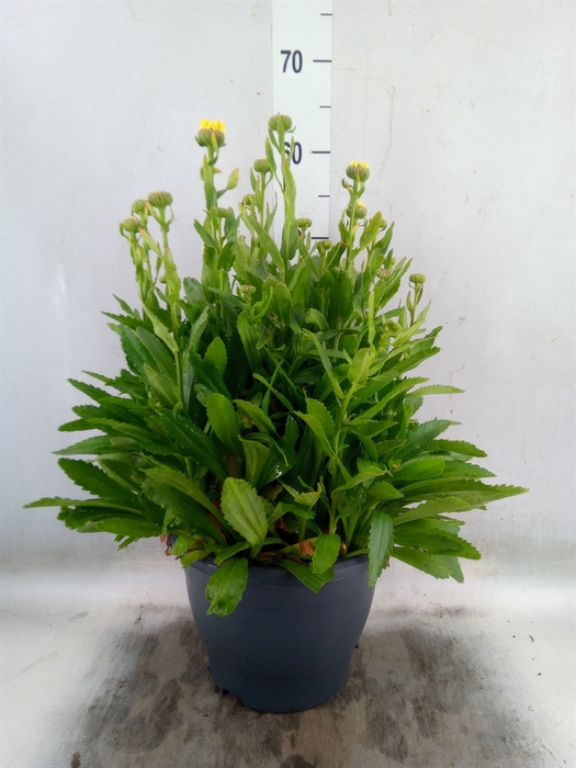 <h4>Leucanthemum sup. 'Broadway Lights'</h4>