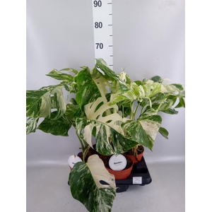 Monstera delic. 'Variegata'