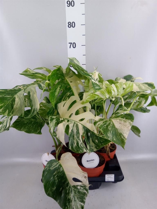 <h4>Monstera delic. 'Variegata'</h4>