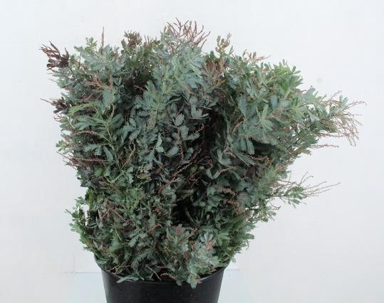 <h4>ACACIA MIMOSA BAILEYANA 200GR</h4>