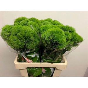 Dianthus barb Kiwi Mellow