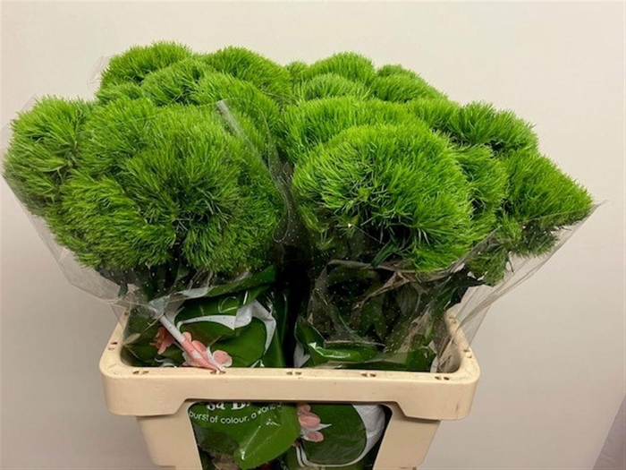 <h4>Dianthus barb Kiwi Mellow</h4>