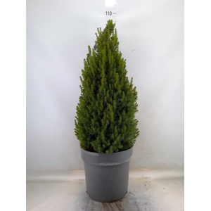 Picea glauca 'Perfecta'