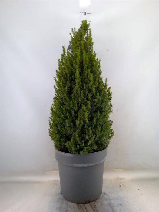 <h4>Picea glauca 'Perfecta'</h4>