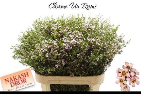 <h4>Chame Un Romi</h4>