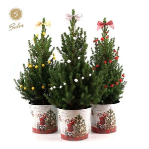 Picea gl. 'December'® P19 in Zinc Santa + Deco Sensation Mix + Bow Mix