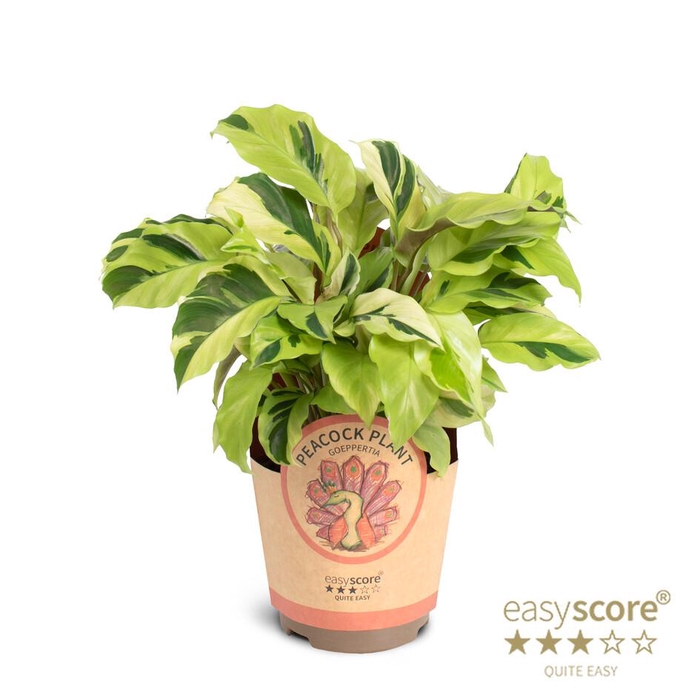 <h4>CALATHEA SPECIES</h4>