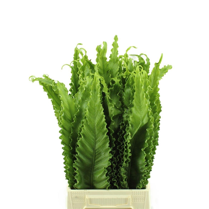 <h4>Asplenium Osaka</h4>