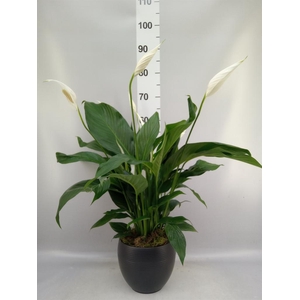 Spathiphyllum  'Bingo Cupido'