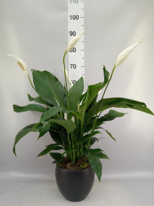 <h4>Spathiphyllum 'Bingo Cupido'</h4>