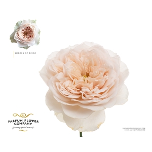 Rosa Garden Shades of Beige!