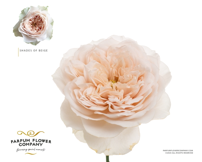 <h4>Rosa Garden Shades of Beige!</h4>