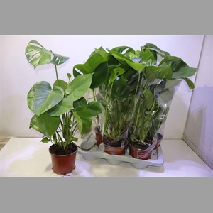 Monstera Deliciosa