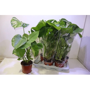 Monstera Deliciosa