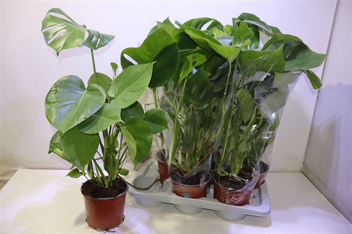 <h4>Monstera Deliciosa</h4>