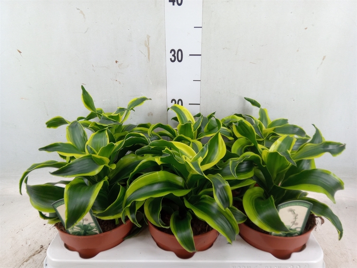 <h4>Dracaena frag. 'Tornado'</h4>