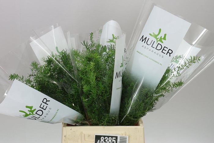 <h4>Asparagus Sprengeri</h4>