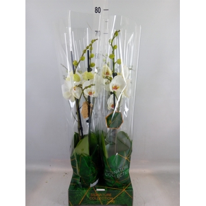 Phalaenopsis   ...white