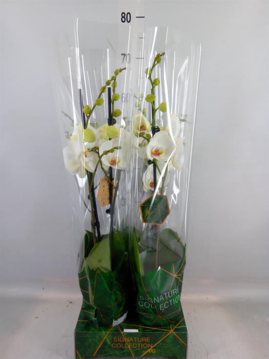 <h4>Phalaenopsis   ...white</h4>