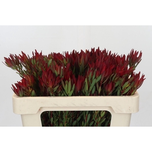 Leucadendron Blush Spray