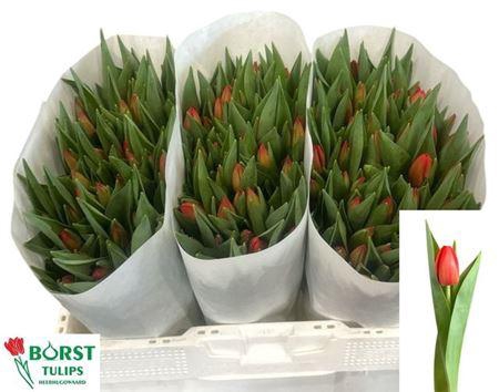 <h4>Tu En Spot On</h4>