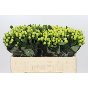 Hypericum Smiley Romance