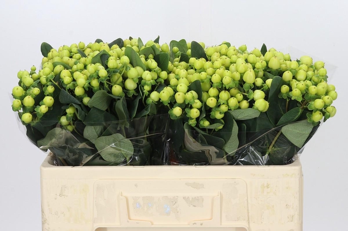 <h4>Hypericum Smiley Romance</h4>