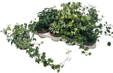 <h4>Hed He Gem 3 Srt</h4>