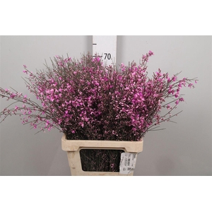 Genista Cerise 200gr
