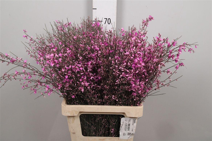 <h4>Genista Cerise 200gr</h4>