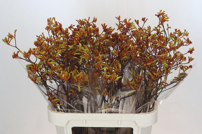 <h4>Anigozanthos Bush Sunset</h4>