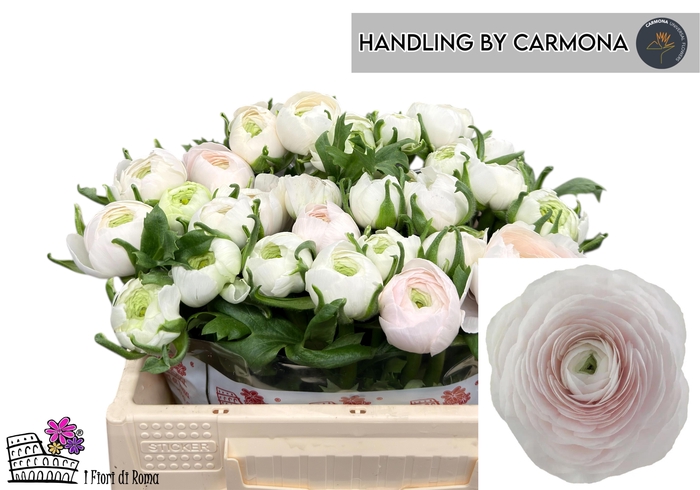 <h4>RAN SU HANOI</h4>