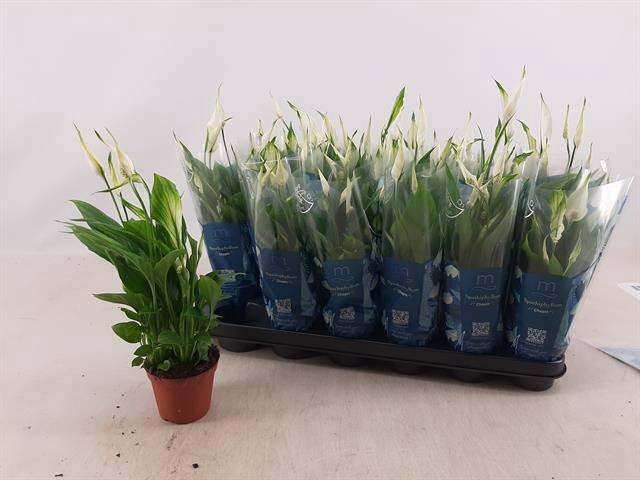 <h4>SPATH CHOPIN</h4>