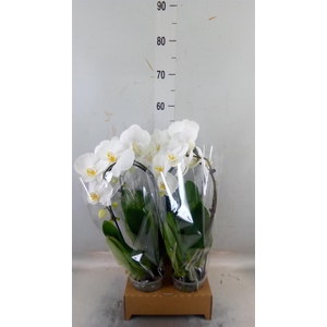 Phalaenopsis  'Elegant Cascade'