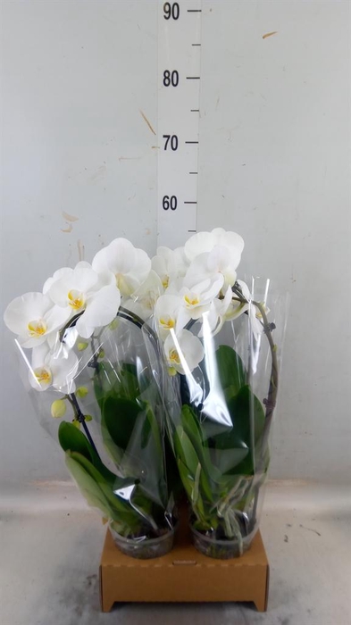 <h4>Phalaenopsis  'Elegant Cascade'</h4>