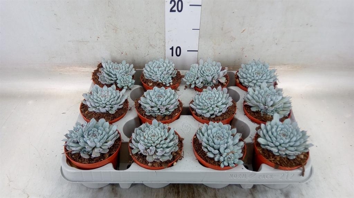 <h4>Echeveria cuspidata</h4>