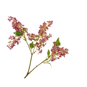 Syringa Cerise