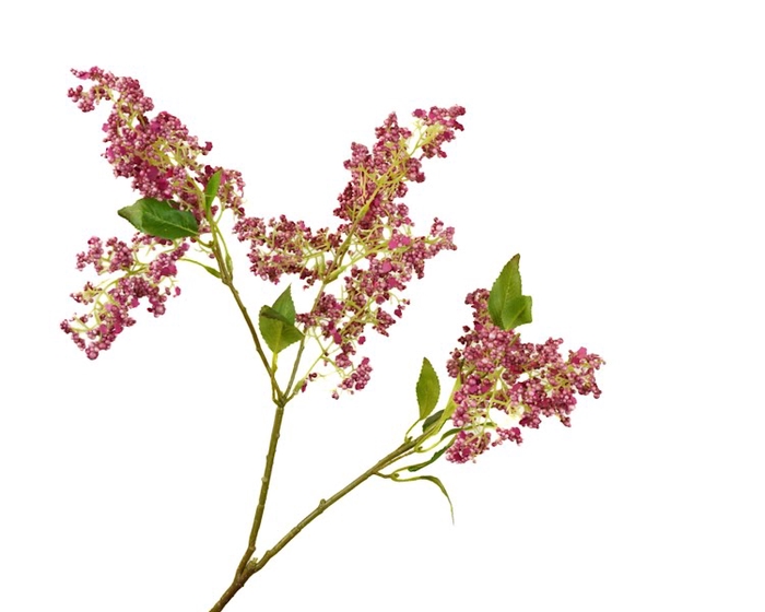 <h4>Syringa Cerise</h4>