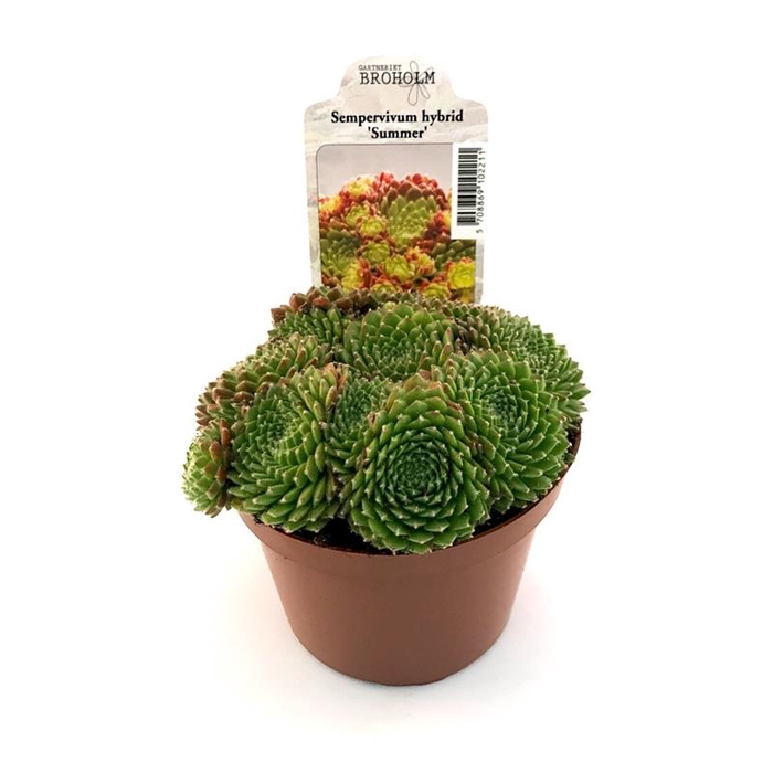 <h4>SEMPERVIVUM-HYBRID P11 M. ETIKET</h4>