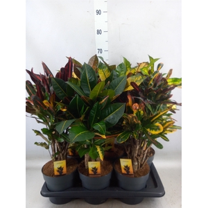 Codiaeum var. KL   ...mix 5