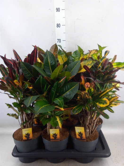 <h4>Codiaeum var. KL   ...mix 5</h4>