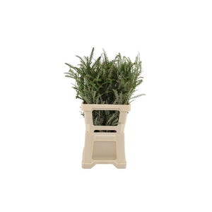 Grevillea Ivanhoe 55