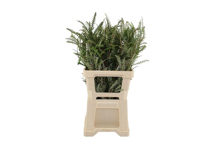 <h4>Grevillea Ivanhoe 55</h4>