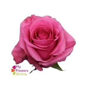 R Gr Tabatha Pink 70cm EC
